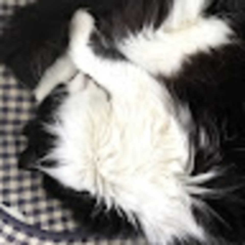 Meet your Posher, Molly